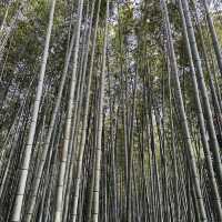 Lost in Arashiyama’s Magical Bamboo Forest!