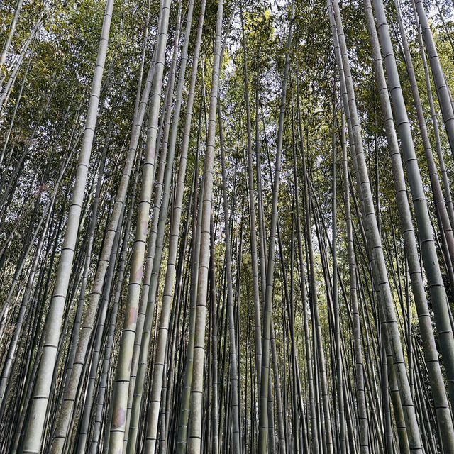 Lost in Arashiyama’s Magical Bamboo Forest!