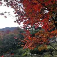 Fall in Hwadamsup, Korea