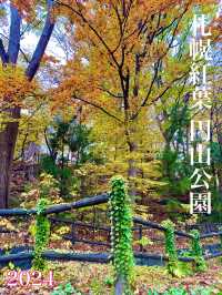 北海道　札幌観光　円山公園2024  紅葉の円山公園を散策してみた！