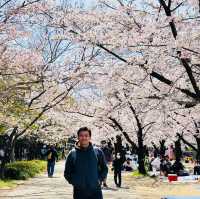 Blossoms and Beauty: Hanami Magic at Osaka Castle Park!