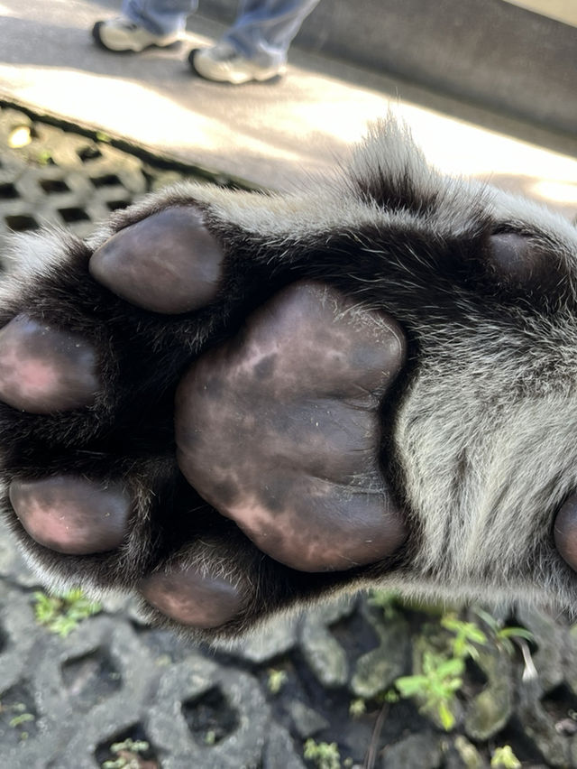 【タイ･プーケット🇹🇭】スリル満点💯トラと写真が撮れるスポット！🐯