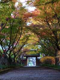 【栃木×佐野】参道に広がるグラデーション紅葉の絶景🍁