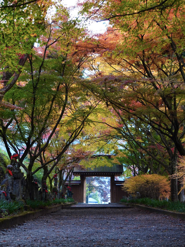 【栃木×佐野】参道に広がるグラデーション紅葉の絶景🍁