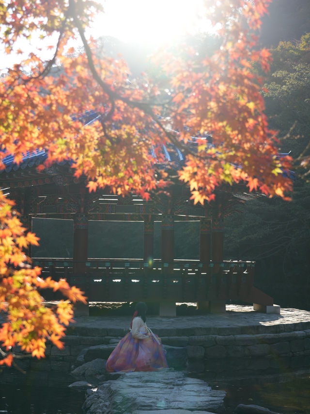 (실시간) 붉은빛 옷 갈아입기 시작한 정읍 내장산🍁🤎