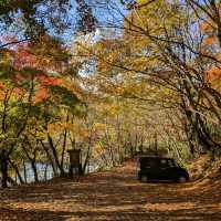 奧入瀨溪流的賞楓秘境：蔦川砂防公園