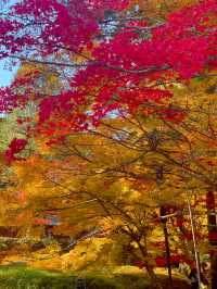 京都南丹の美しい紅葉🍁龍穏寺の秋🍁