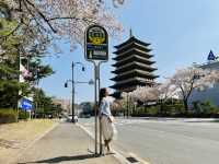Blossoms and Breeze: The Sakura Magic of Bomun Lake in Spring