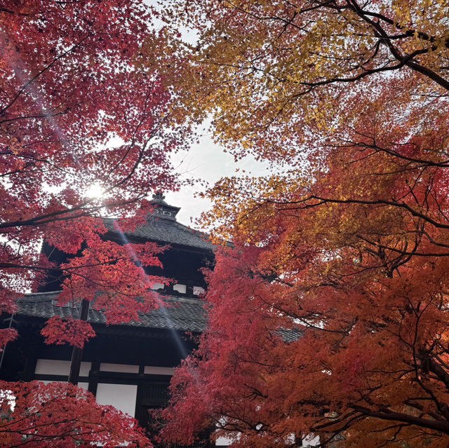 🍁京都楓紅的天花板「東福寺 通天橋」