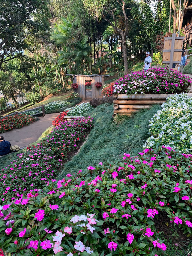 ชมดอกไม้สวนแม่ฟ้าหลวง 🌷🌼🌹🌾ธรรมชาติที่งดงาม