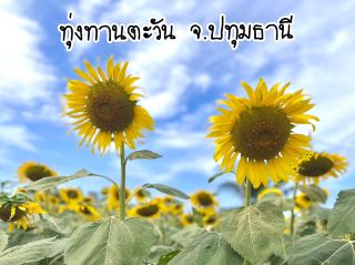 งานทานตะวันบานสะพรั่งทั่วระแหง CPRAM จ.ปทุมธานี