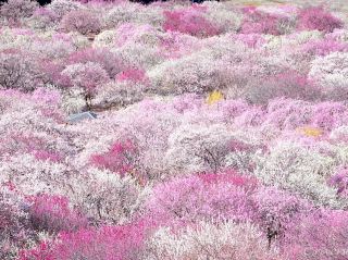 [Mie Prefecture] Inabe City Plum Grove Park: A springtime dawn, as beautiful as a Heian picture scroll