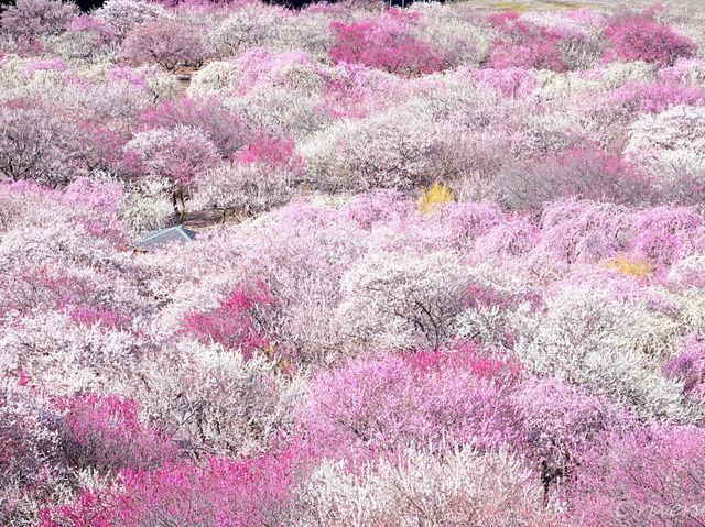 【三重県】春はあけぼの、平安絵巻のような美しさ「いなべ市梅林公園」