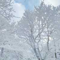 Winter Wonderland: Hiking Hallasan in Jeju’s Snowy Embrace