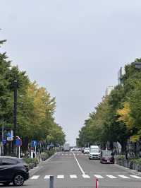 🍂 黄金色に輝く秋の風景：横浜日本大通り 🌳  