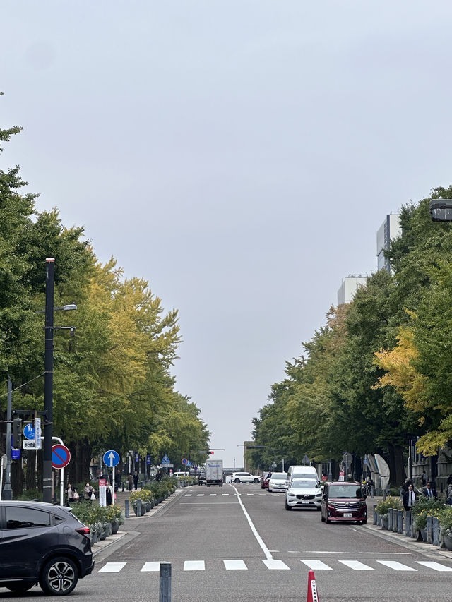 🍂 黄金色に輝く秋の風景：横浜日本大通り 🌳  