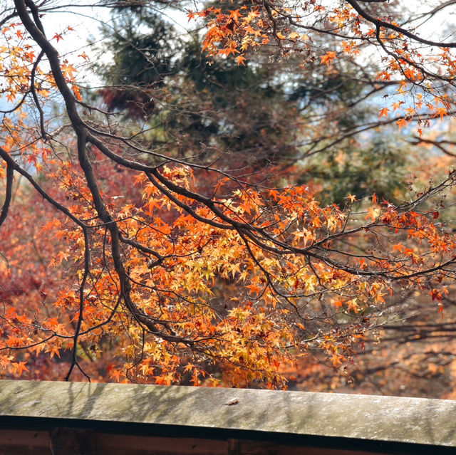 桑田神社 可能是龜岡唯一景點