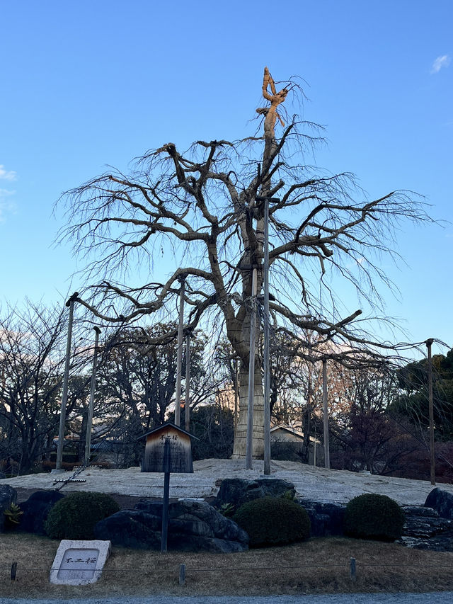 🏯 京都・東寺（To-ji）の魅力を紹介！