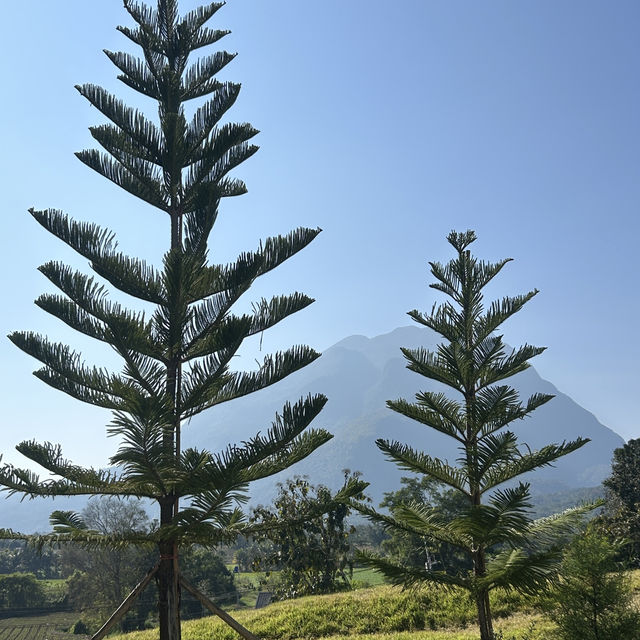 ⛰️มุมถ่ายรูปสวย คาเฟ่วิวดอยหลวงเชียงดาว Atmosphere