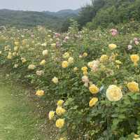 【広島県】世羅高原 花の森！イングリッシュローズ🌹