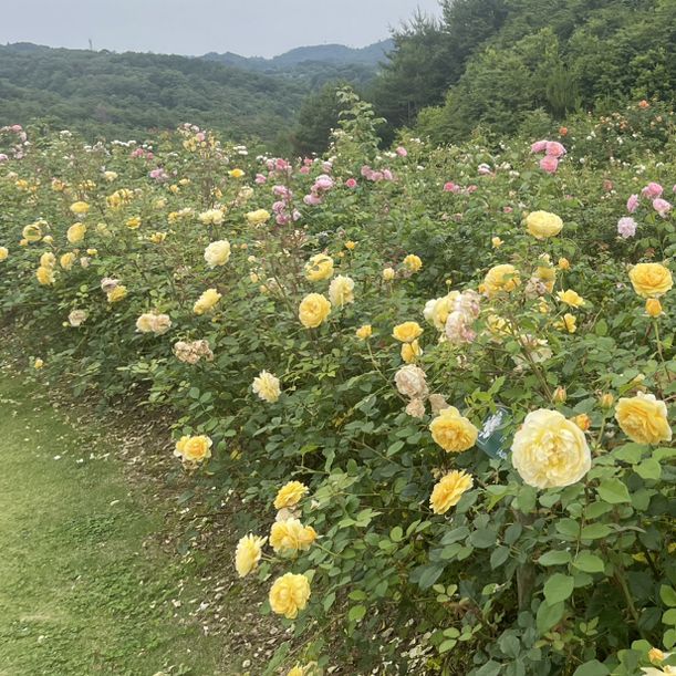 【広島県】世羅高原 花の森！イングリッシュローズ🌹
