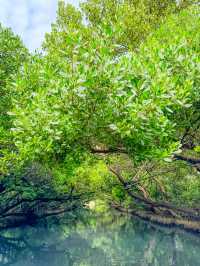 【台南】🌿穴場の絶景！四草緑色隧道で自然を満喫しよう🌿 