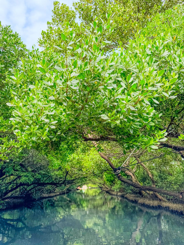 【台南】🌿穴場の絶景！四草緑色隧道で自然を満喫しよう🌿 