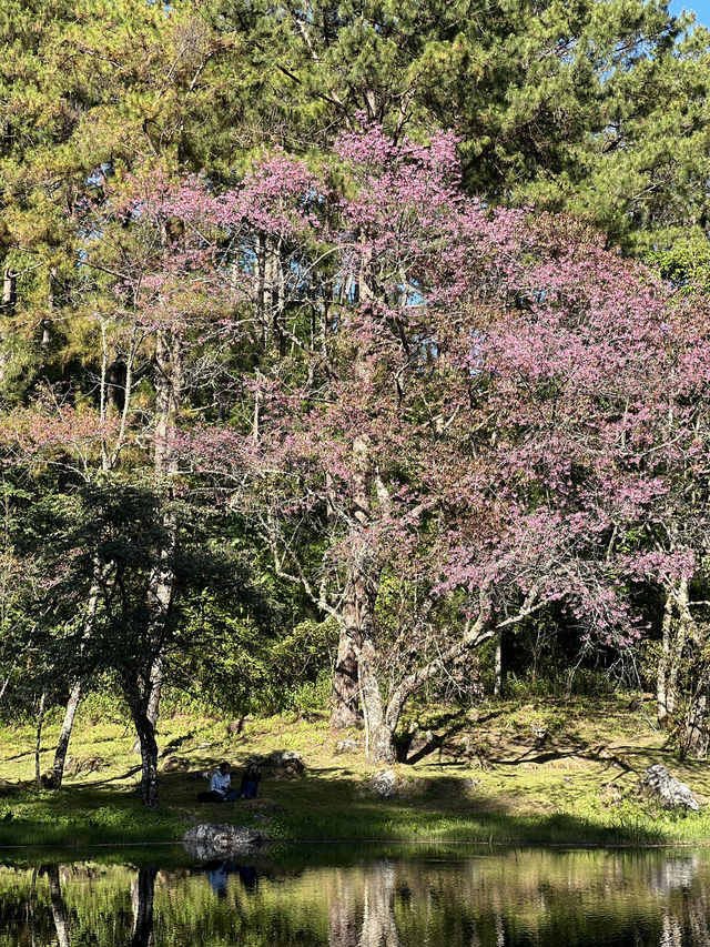 ซากุระ เมืองไทย 🌸✨
