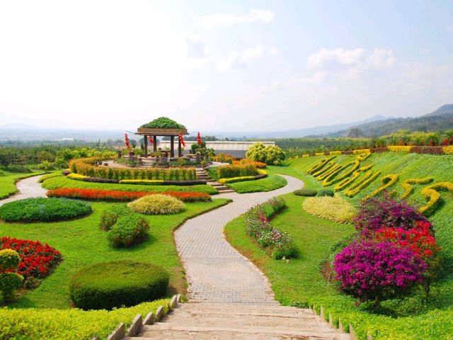 สวนส้มธนาธร สวนท่าตอน เชียงใหม่ สวนใหญ่มากก