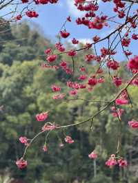 ซากุระ อ่างขาง อ.ฝาง จ.เชียงใหม่🌸🌸