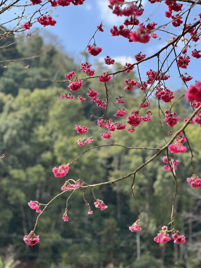 ซากุระ อ่างขาง อ.ฝาง จ.เชียงใหม่🌸🌸