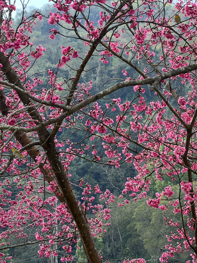 ซากุระ อ่างขาง อ.ฝาง จ.เชียงใหม่🌸🌸