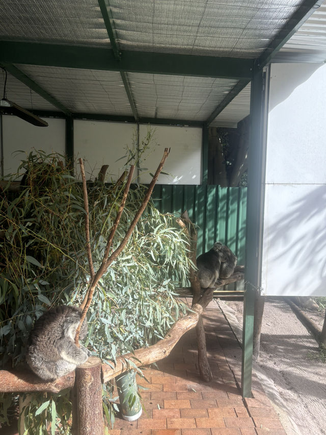호주 코알라 🐨
