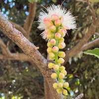 Serene Escape to the Royal Botanic Gardens Sydney