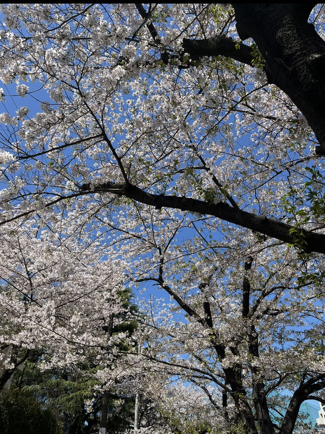 中目黑櫻花隧道