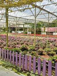 From Peak to Plate: Experience the Genting Strawberry Harvest