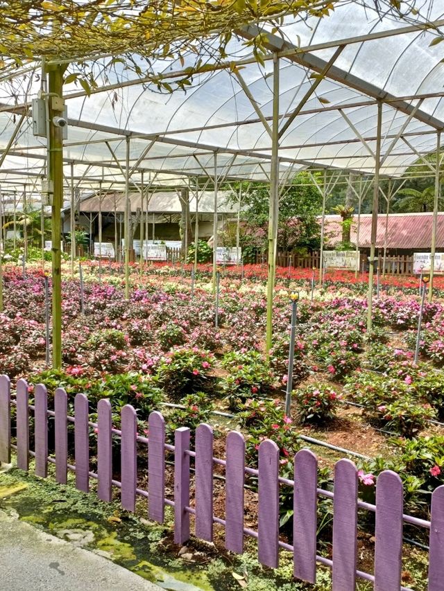 From Peak to Plate: Experience the Genting Strawberry Harvest