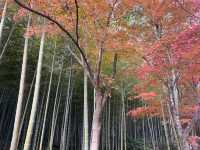 14th Century Garden in the Tenryu-ji Temple in Arashiyama