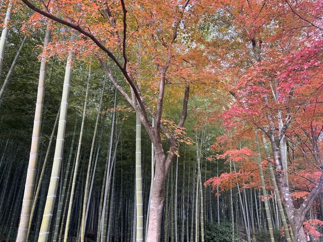 14th Century Garden in the Tenryu-ji Temple in Arashiyama