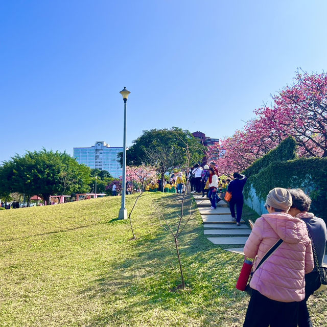 ชมดอกซากุระบานที่สวนเล่อฮวอ(Lohas Park)