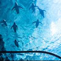 ☺️墨田水族館😍企鵝大觀 🐧🌊