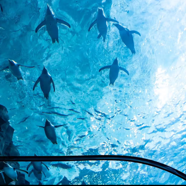 ☺️墨田水族館😍企鵝大觀 🐧🌊