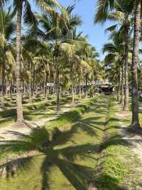 【週末限定！】ココナッツマーケット🥥チェンマイ🇹🇭