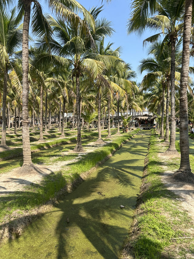 【週末限定！】ココナッツマーケット🥥チェンマイ🇹🇭