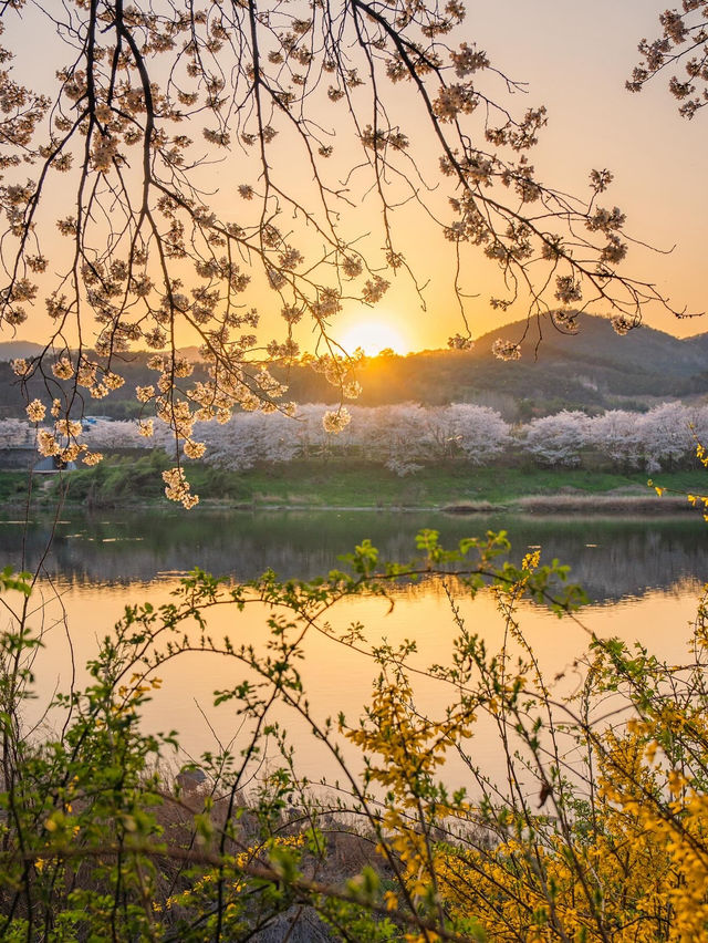 구례 섬진강 노을빛 벚꽃길🌸✨