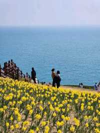 봄이면 파란 바다를 배경으로 수선화가 가득피는 오륙도의 풍경🌼
