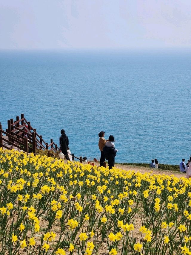 봄이면 파란 바다를 배경으로 수선화가 가득피는 오륙도의 풍경🌼