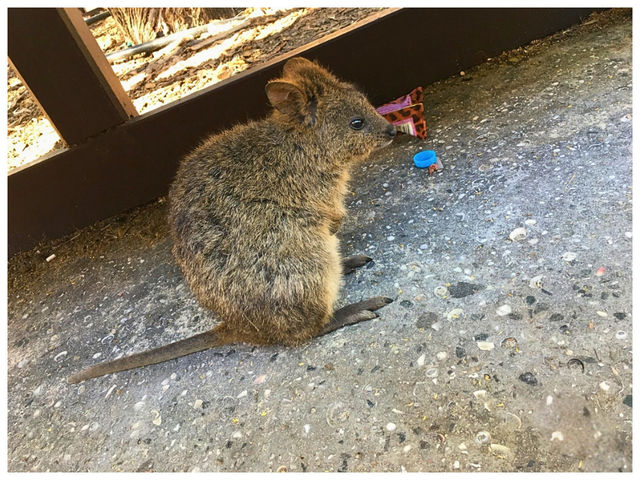 【オーストラリア西部】動物界のアイドル‼︎クォッカに会える唯一の島＊ロットネスト島＊