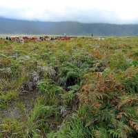 Bromo Tengger Semeru National Park