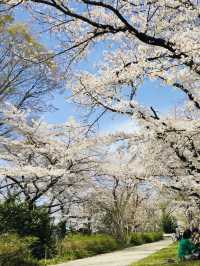 ซากุระบานที่ Negawa River เมือง Tachikawa ชิลล